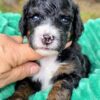Mini Bernedoodle