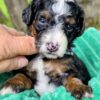 Mini bernedoodle