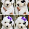 Mini Sheepadoodle