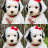 Mini Sheepadoodle