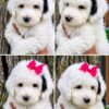 Mini Sheepadoodle