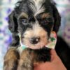 Mini Bernedoodle