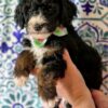 Mini Bernedoodle
