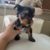 Little yorkie female