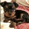 Little yorkie female ready for a new home