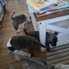Needs a loving home