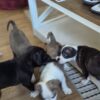 Needs a loving home