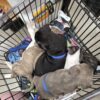 Needs a loving home
