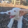 Livestock Guardian Dog