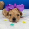 Butterfly the Maltipoo