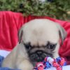 My name is Indy- My Grandpa was an AKC Grand Champion Winner!