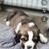 Saint Bernese  Hybrid Pups