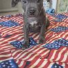American Bully Puppy
