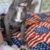 American Bully Puppy
