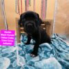 World Champion Bloodline Cane Corso
