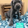 Cane Corso World Champion Bloodline