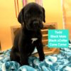World Champion Bloodline Cane Corso