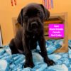 Sara XL Cane Corso World champion bloodline