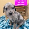Wow Blue Eyed Mastiff Hybrid rare!