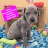 Italian Daniff Blue Eye Mastiff