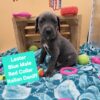 Xxl Italian Daniff Mastiff
