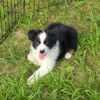 AKC AUSTRALIAN SHEPHERDS