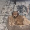 Cavapoo