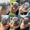 Lilac & Blue AKC French Bulldog Pups!