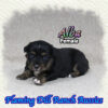 Alba ~ Mini Black Tri Aussie Female