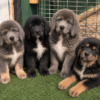 REGISTERED TIBETAN MASTIFF PUPPIES