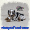 China ~ Mini Blue Merle Aussie Female