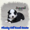 Damask ~ Mini Blue Eyed Black Tri Aussie Male