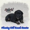 Hybrid ~ Mini Black Tri Aussie Male