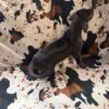 AKC Great Dane Puppy