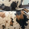 AKC Great Dane Puppy