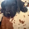 AKC Great Dane Puppy