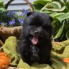 Ruby – Pomeranian