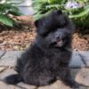 Ruby – Pomeranian