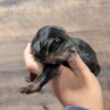 Bernedoodle – Ada