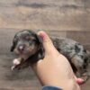 Bernedoodle – Vera