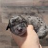 Bernedoodle – Wally