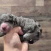 Bernedoodle – Pearl