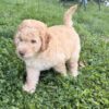 Charlie
