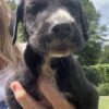 Great Dane puppies