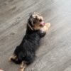 Adorable 4-Month-Old Yorkiepoo Puppy – Up-To-Date on Shots