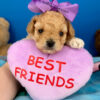 Butterfly the Maltipoo
