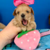 Barbie the Maltipoo