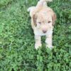 Charlie