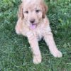 Colby