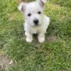 Adorable Westie puppy